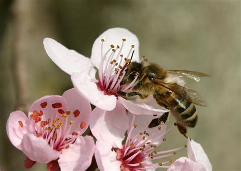 Bienen beim Bestäuben von Blüten