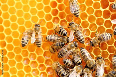 Bienen beim Honigsammeln
