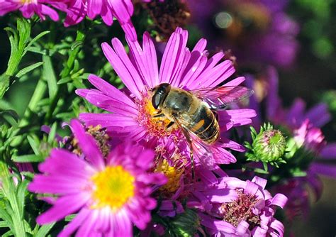 Bienen beim Sammeln von Nektar auf einer Blumenwiese