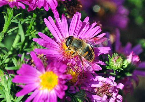 Bienen beim Sammeln von Nektar in einer bunten Sommerlandschaft