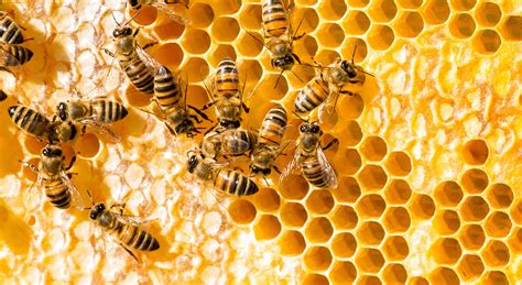 Bienen beim Verdeckeln der Waben