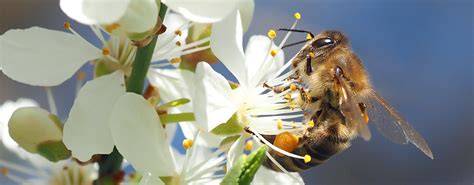 Bienen im Ökosystem Gebirge