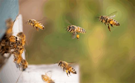 Bienen im Flug, Honigwaffel, und Imkerhände bei der Arbeit