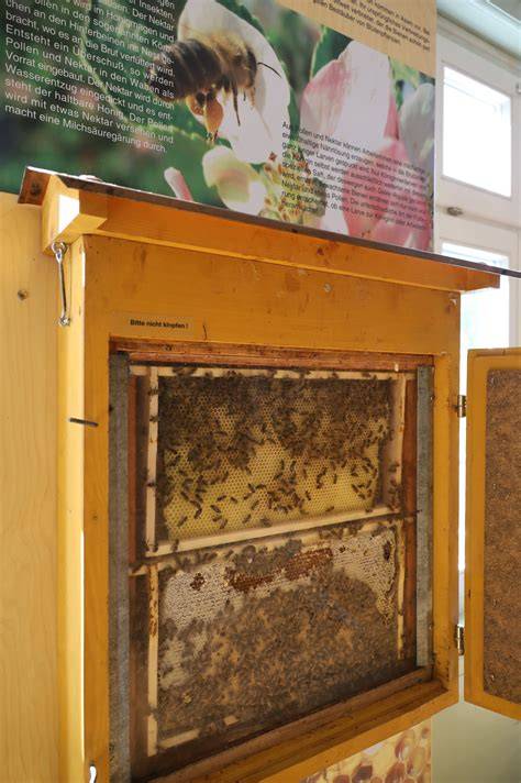 Bienen im Naturpark Schleswig-Holstein