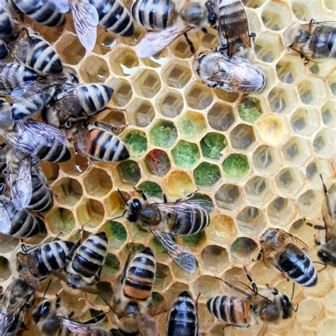 Bienen im Stock beim Fächeln und Verdeckeln