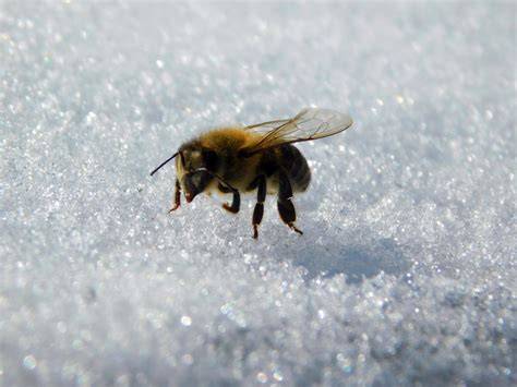 Bienen im Winter, Darstellung von Fütterung mit Zuckerlösung (infografisch)