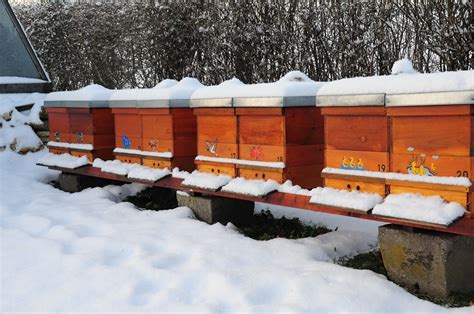 Bienen im Winter und Vorratshaltung