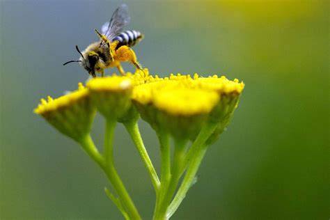 Bienen sammeln Honigtau auf den Zweigen einer Tanne im Urwald des Bayerischen Waldes