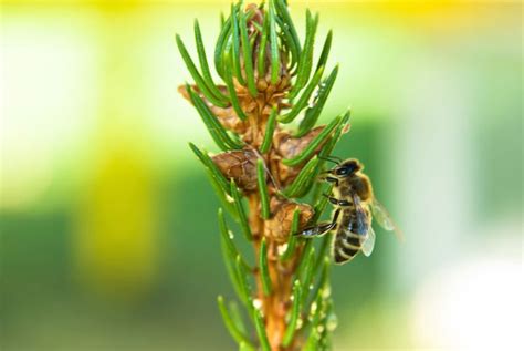 Bienen sammeln Honigtau im Wald