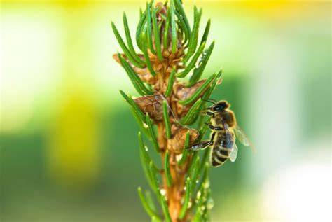 Bienen sammeln Honigtau im Wald - Schema der Waldhonig-Entstehung