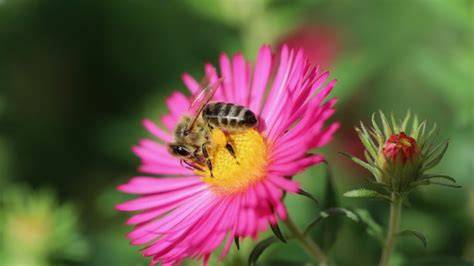 Bienen sammeln Nektar an Blüte