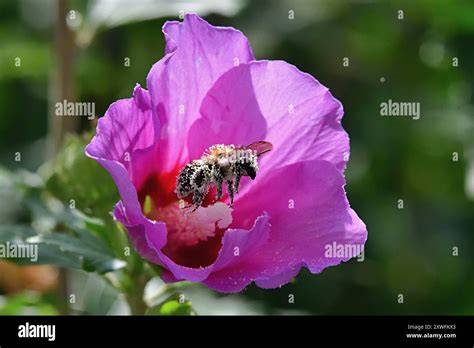 Bienen sammeln Nektar von Manuka-Blüten in einer neuseeländischen Landschaft