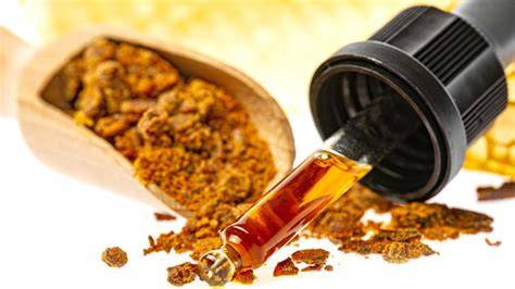 Bienen sammeln Propolis