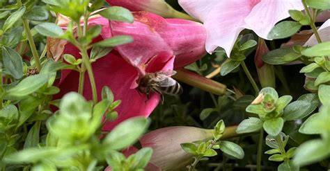 Bienen suchen Nektarquellen - Blütenvielfalt