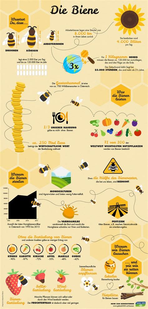 Bienen und Bestäubung - Infografik