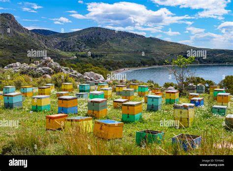 Bienen und Wildblütenfeld in Griechenland