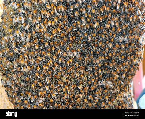 Bienen und nachhaltige Honigproduktion in der Provence