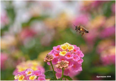 Bienenflug zu Blüten in Obstwiese - Frühlingsbeginn