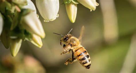 Bienenfreundliche Honigproduktion