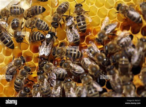 Bienenkönigin und Arbeiterinnen in einer Wabe