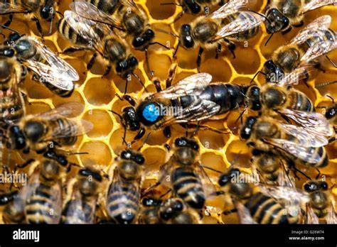 Bienenköniginnen und Kunstschwärme - Beschaffung und Bedeutung