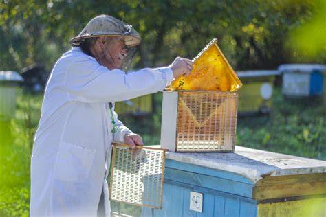Bienenpflege: Honigraum-Management im Überblick
