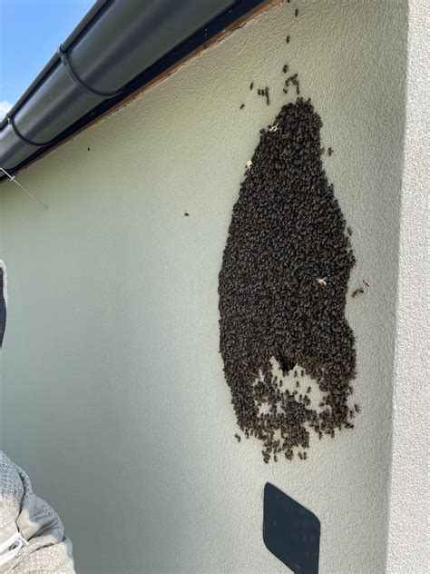 Bienenrettung und Schwarmfang