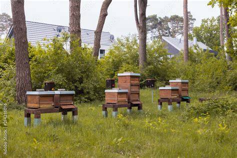Bienenstöcke an Silphiefeldern, Imkerei im Einsatz