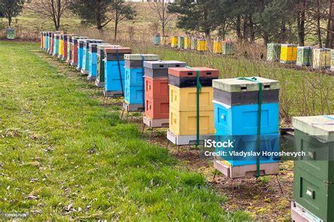 Bienenstöcke auf einer Blütenwiese