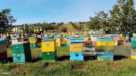 Bienenstöcke und Honigproduktion auf der Karlshöhe Ludwigsburg