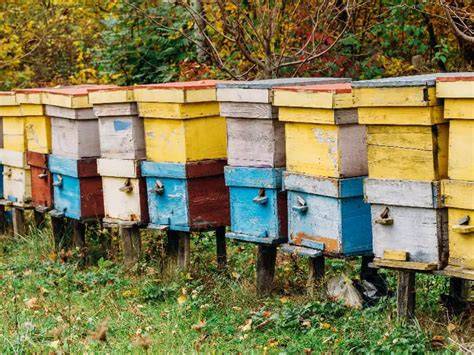 Bienenstock im Braunschweiger Bürgerpark