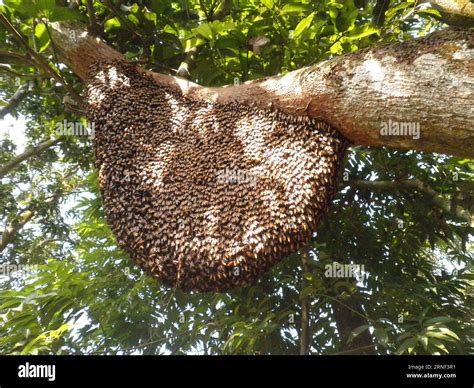 Bienenstock in urbaner Umgebung