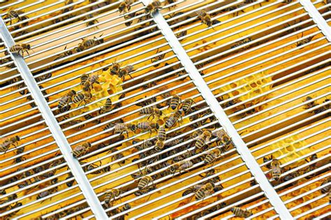 Bienenstock mit Absperrgitter und Honigraum