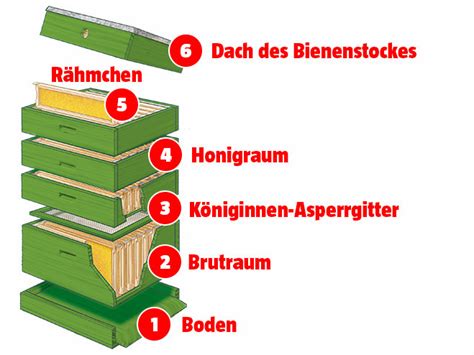 Bienenstock mit Honigraum und Schimmelstellen