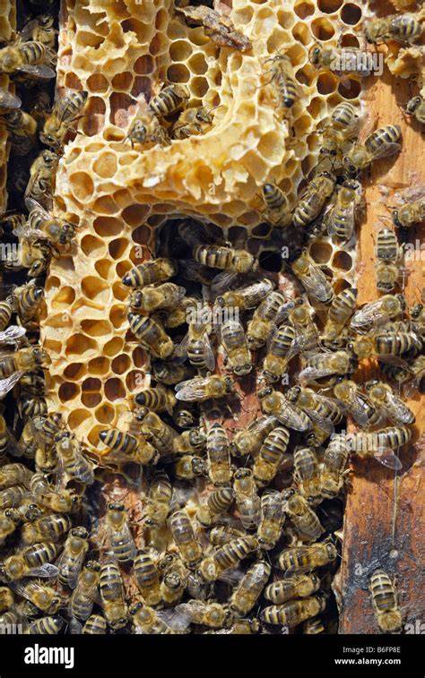 Bienenstock mit Honigwaben