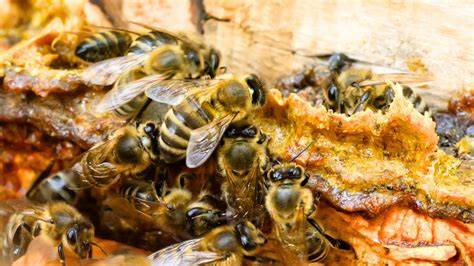 Bienenstock mit Propolis, Bienen beim Sammeln von Baumharzen