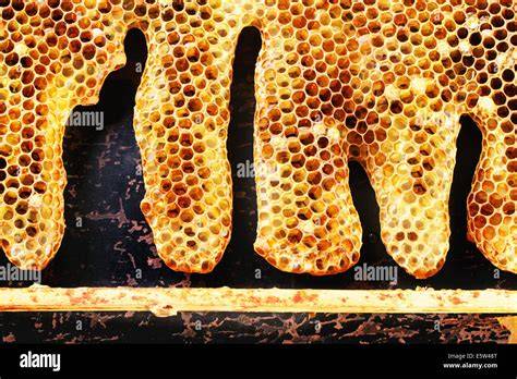 Bienenstock mit Propolis und Honigwaben