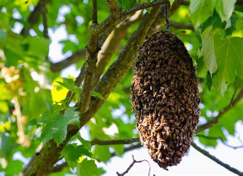 Bienenstock und Blüten in Wuppertal