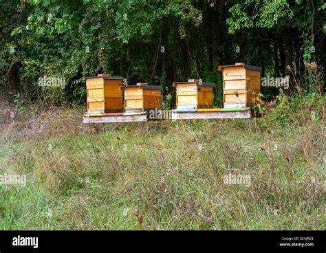 Bienenstock und Imkerei in Mexiko