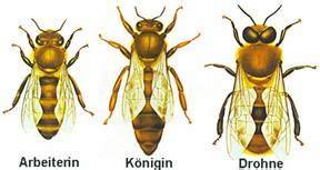Bienenstock-Aufbau mit Königin, Arbeiterbienen und Drohnen