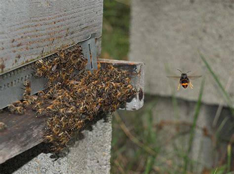 Bienenvolk am Springkraut vor Flusslandschaft