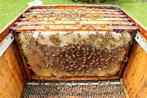 Bienenvolk bei der Honigproduktion