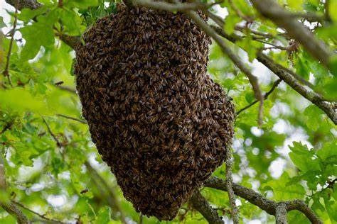 Bienenvolk in der Überwinterung