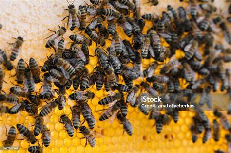 Bienenvolk mit Honigwaben im Brutraum