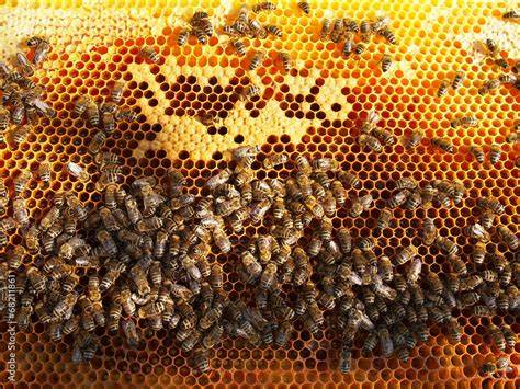 Bienenwabe mit reifem Honig