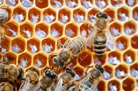 Bienenwabe und Honigraum im Bienenstock
