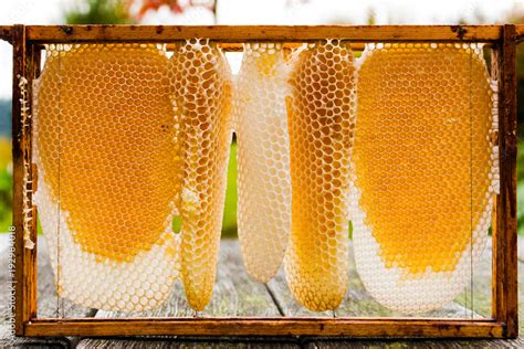 Bienenwaben im Rahmen