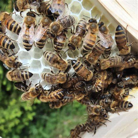 Bienenwabenhonig in der Naturwabe