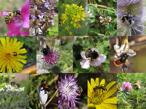 Bienenweide: wertvolle und wertlose Pflanzen für Honigbienen
