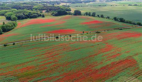 Bienevölker in Witzenhausen inmitten blühender Landschaft